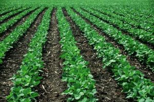 Syngenta reforça seu portfólio de soluções biológicas ao lançar o inseticida NETURE™