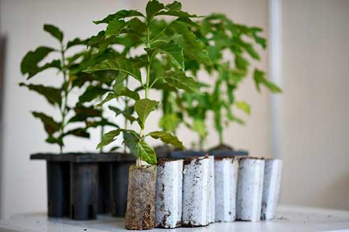 Tecnologias sustentáveis e nanotecnologia impulsionam produtividade na cafeicultura durante a Alta Café 2025