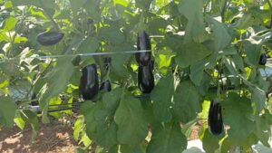 Porta-enxerto desenvolvido para berinjela proporciona às plantas sistema radicular três vezes maior do que as não enxertadas