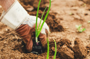 Dia da Terra: práticas sustentáveis para proteger um dos recursos mais valiosos do planeta