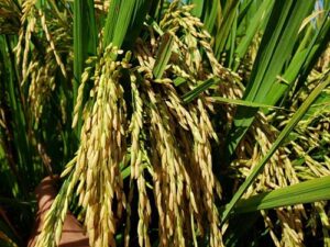 Qualidade do arroz é definida antes mesmo do plantio segundo especialistas