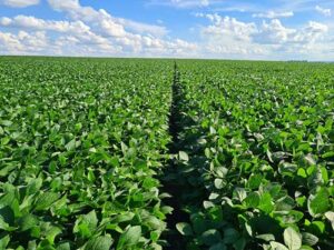 Tecnoshow Comigo: BASF traz nova estratégia de manejo em meio a safra recorde de soja