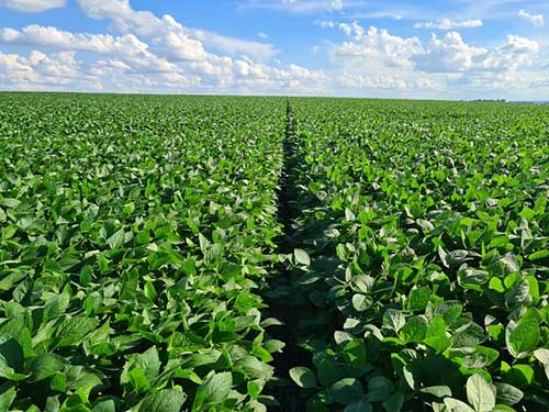 Tecnoshow Comigo: BASF traz nova estratégia de manejo em meio a safra recorde de soja