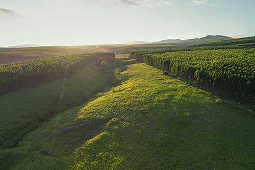Biomas anuncia projeto de restauração de florestas nativas em parceria com Veracel no Sul da Bahia