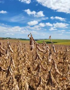 Recepção de soja atinge 421,3 mil toneladas na área da Capal