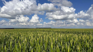 Projeto Regenera Cerrado consolida práticas regenerativas para a saúde do solo