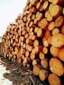 Melhoramentos transforma resíduos florestais em novos negócios e amplia eficiência produtiva