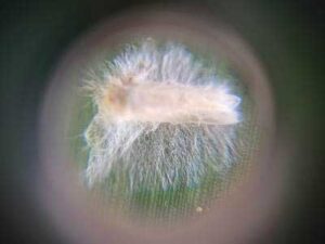 Eventos climáticos extremos podem interferir na dinâmica de produção do milho safrinha