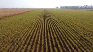 Princípios ativos combatem os efeitos da seca e aumentam a produtividade nas lavouras de cana-de-açúcar e milho