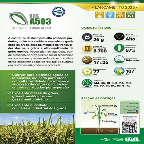  Embrapa lançará cultivar de arroz de Terras Altas na Tecnoshow com alta qualidade de grãos