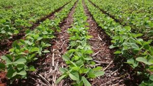 Embrapa Cerrados: há 50 anos contribuindo para a conservação do solo e da água