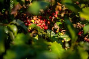 Produto com formulação equilibrada e diversos benefícios ao ciclo cafeeiro é aposta da EuroChem na Alta Café