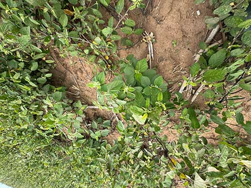 Fortgreen lança adjuvante que potencializa controle de plantas daninhas e otimiza operações no campo