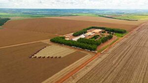 Tecnologia e sementes de alta performance impulsionam safra de soja na Bom Jesus