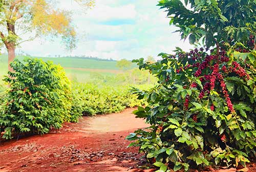 Bicho-mineiro ameaça a lavoura de café: estratégias de manejo para garantir a sustentabilidade da produção