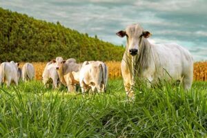 ILPF: a revolução verde que une lavoura, pecuária e floresta