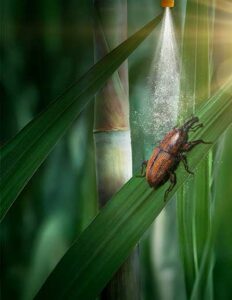 Corvair é a nova solução da Koppert para o setor sucroenergético