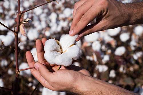 Produtores brasileiros de algodão enfrentam cenário desafiador com escassez de produto de qualidade e incertezas no mercado internacional
