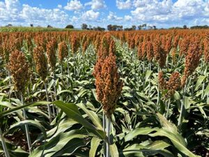 Nufarm lança produto biológico para combate a nematoides e híbrido de sorgo na Tecnoshow COMIGO