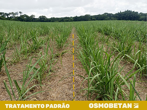 Termoregulador fortalece o canavial durante período de estresse hídrico