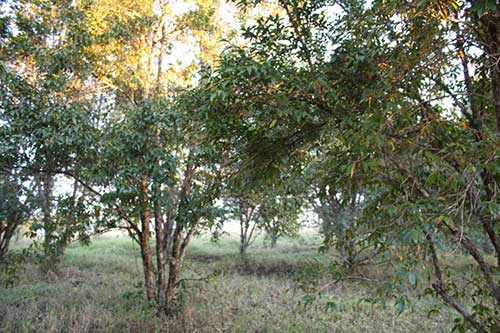 SP Produz: conheça a cadeia produtiva de frutas da Mata Atlântica paulista