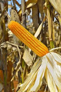 Shull Seeds promove dia de campo durante Agrishow