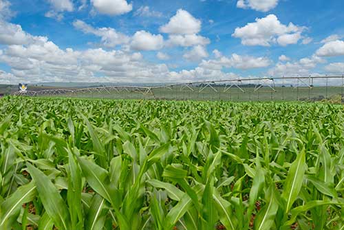 Shull Seeds promove dia de campo durante Agrishow