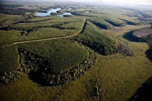 Suzano conecta mais de 100 mil hectares de florestas em 2024