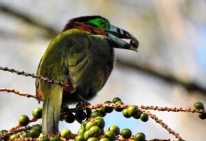 Suzano e Rainforest Alliance celebram parceria para fortalecer a conservação da biodiversidade no Pará