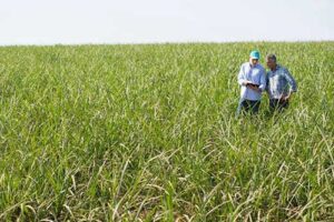 INVICT®, fungicida inovador da Syngenta, passa a oferecer proteção para o cultivo da cana-de-açúcar