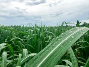 Corteva Agriscience apresenta inovações para maximizar a produtividade dos cultivos de cana-de-açúcar e citros na Agrishow 2025