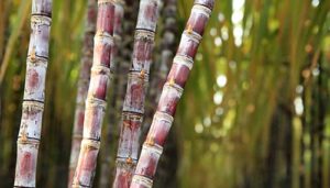 Cigarrinha das raízes: ameaça crescente para cana-de-açúcar que gera prejuízos econômicos, afetando tanto agricultores quanto indústria