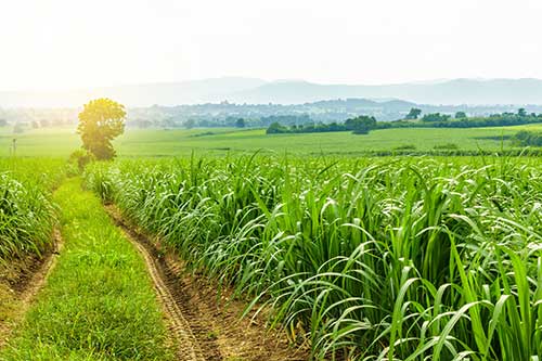 Cigarrinha das raízes: ameaça crescente para cana-de-açúcar que gera prejuízos econômicos, afetando tanto agricultores quanto indústria
