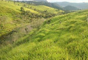 Ypê investe R$ 1,3 milhão para plantar 23 mil mudas e recuperar área equivalente a 15 campos de futebol