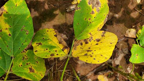  Com a podridão-de-grãos em segundo plano, mancha-alvo e cercospora se tornam os principais desafios do sojicultor, segundo Fundação Rio Verde