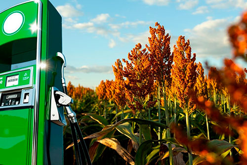 Produção de etanol, a partir do sorgo, ganha força no Brasil