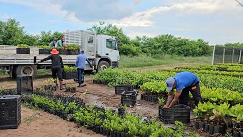 AGCO Agriculture Foundation apoia o Projeto Caju e impulsiona pequenos produtores no sertão nordestino