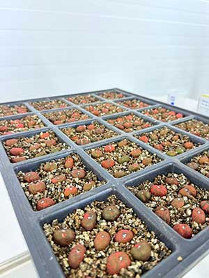 Conquista é mais um avanço significativo na produção de biocombustíveis sustentáveis a partir dessa planta brasileira, de alto poder energético e que é até 10x mais produtiva por hectare plantado do que a soja