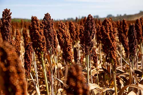 Produção de etanol, a partir do sorgo, ganha força no Brasil
