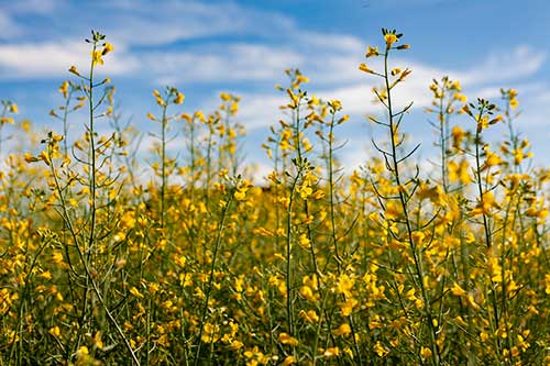 Cultura muito importante para a produção de óleo vegetal e ração animal, ganha protagonismo também no segmento de combustíveis renováveis e passa a ser alternativa na aviação, diante do acordo global de redução da emissão dos gases de efeito estufa (GEE) até 2030