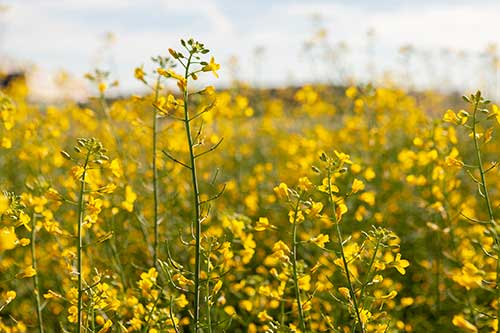 Com semente 100% produzida no Brasil, cultivo de canola pode decolar como biocombustível ao setor aéreo