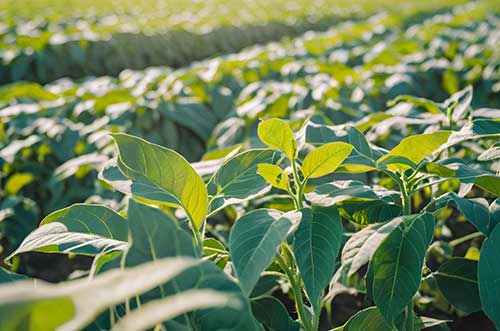 Produtividade em alta: Por que os fertilizantes foliares de especificação são tecnologias premium na nutrição dos cultivos?