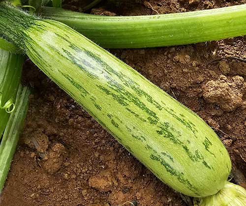 TSV Sementes e Superseed levam lançamentos e portfólio de alto desempenho à Hortite