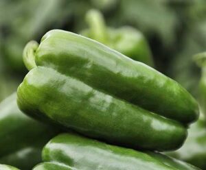 TSV Sementes e Superseed levam lançamentos e portfólio de alto desempenho à Hortitec