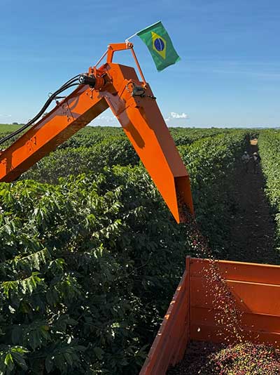 Alta Mogiana inicia colheita de café com preços firmes, mas produtividade menor