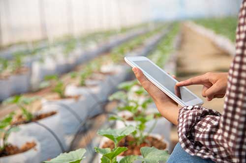IA no agro: tecnologia já é uma realidade no setor e CEOs brasileiros devem ampliar o uso no próximo ano