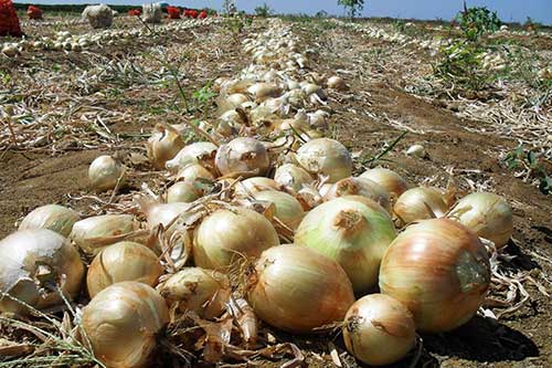 Importação de cebola pelo Brasil aumenta quase cinco vezes em março