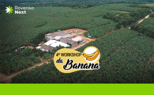 Crescer verticalmente é o grande desafio da bananicultura no Brasil