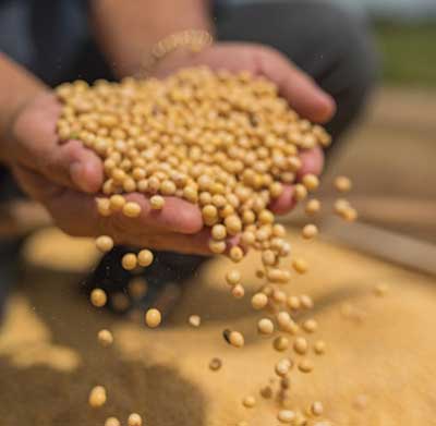 Uso de sementes certificadas de soja impulsiona altas produtividades no Brasil