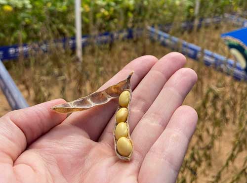 Uso de sementes certificadas de soja impulsiona altas produtividades no Brasil